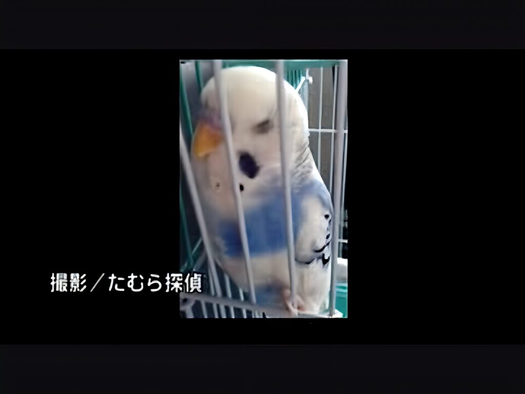 ピーコちゃんが話した内容の真相