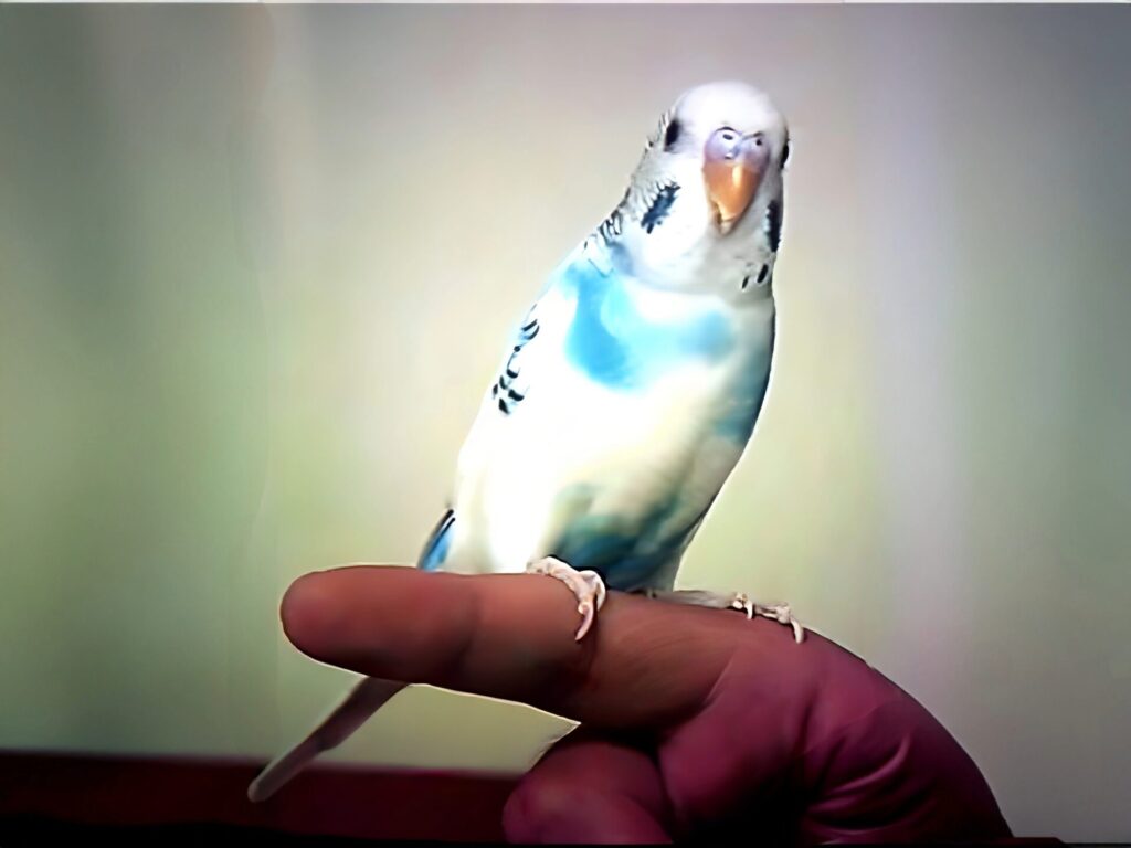迷子のインコピーコちゃんの姿