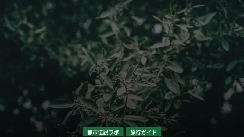 toshi 55495926