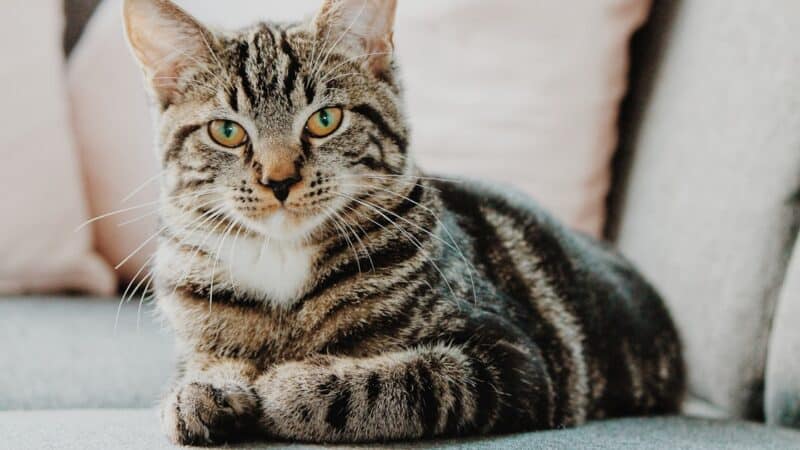 sugisawa village eyecatch