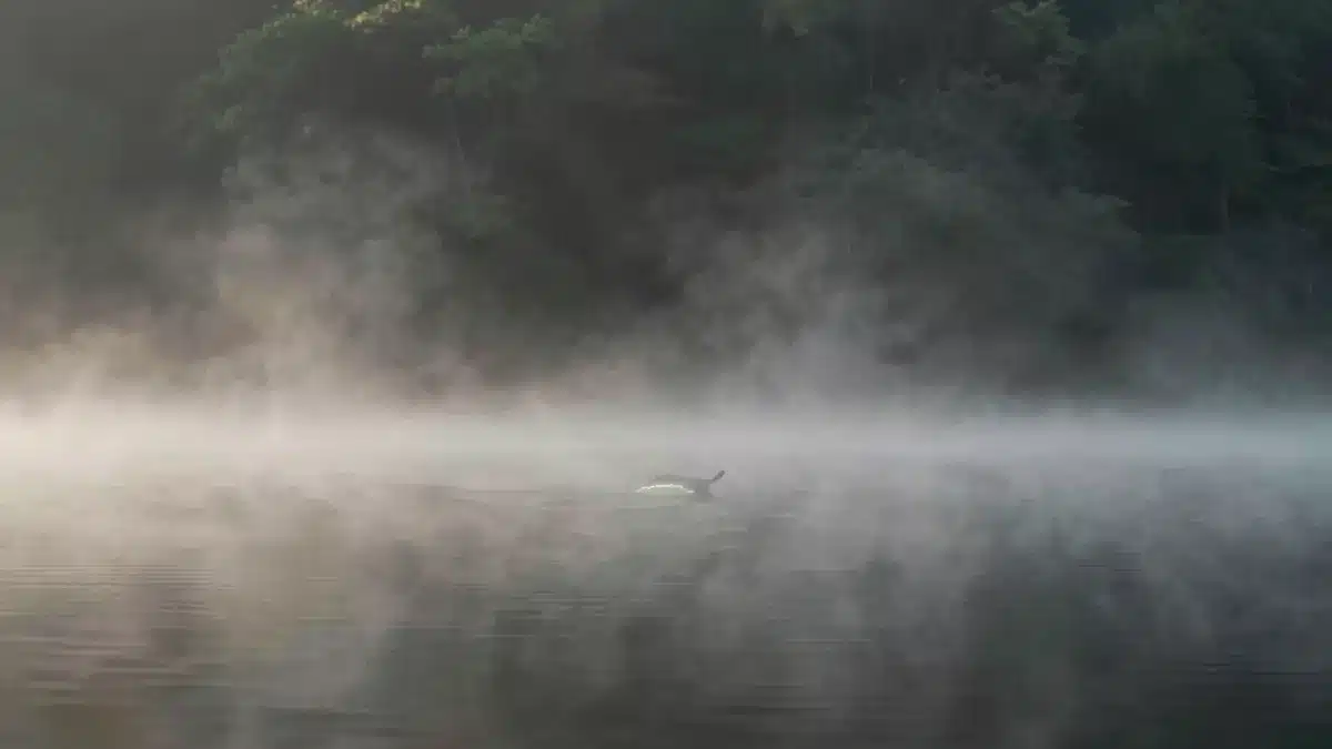 霧に覆われた湖面に広がる神秘的で不穏な情景