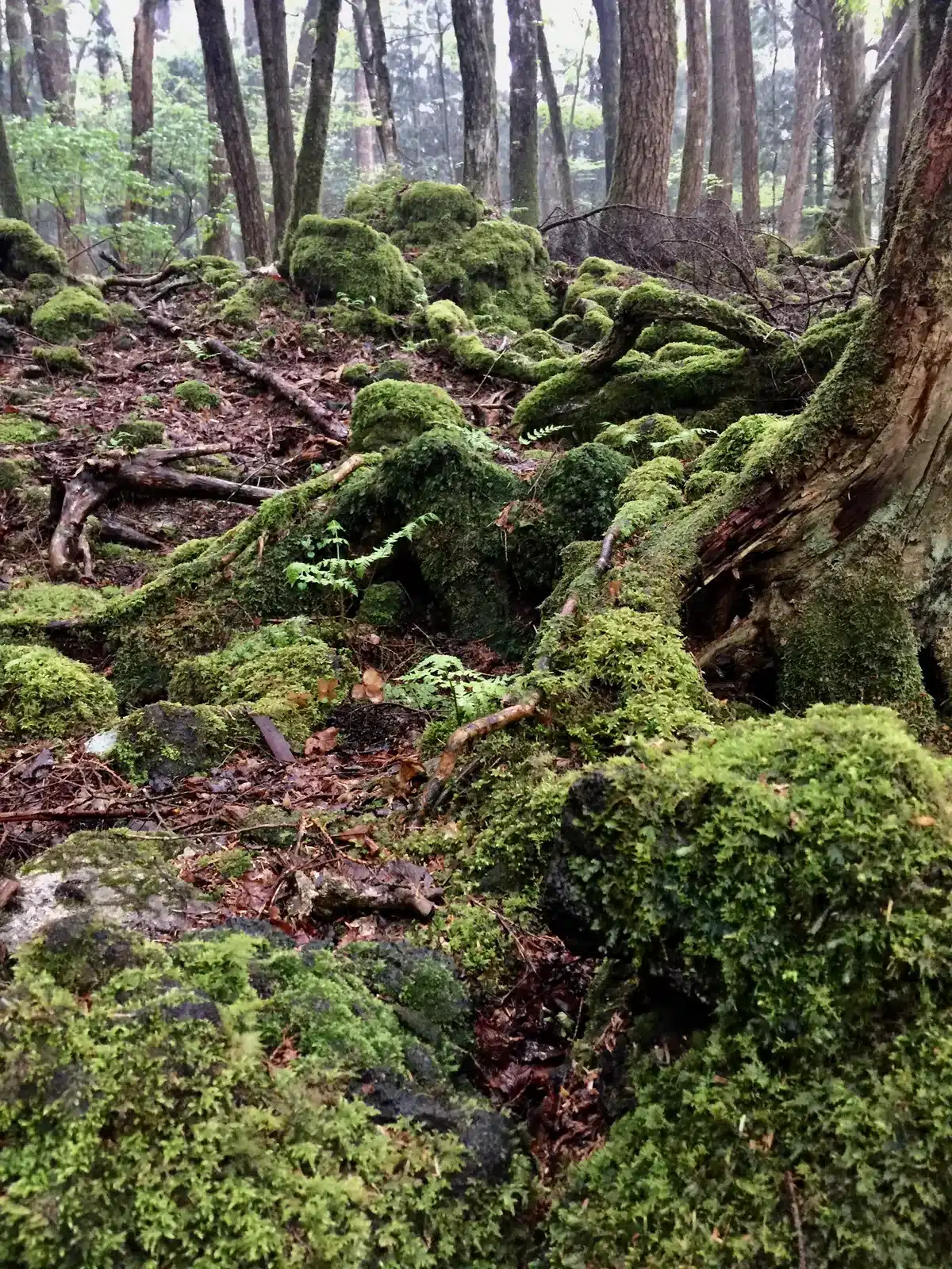 青木ヶ原樹海の林床に広がる苔と樹木の根
