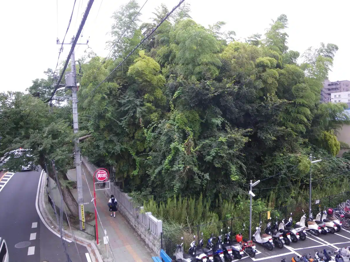 歩道橋の上から見た八幡の藪知らずの全景