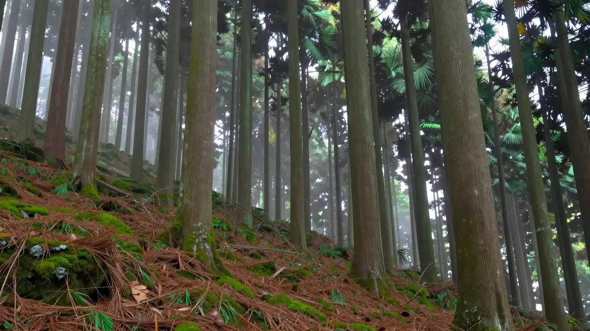 群馬県の山林をイメージした風景写真
