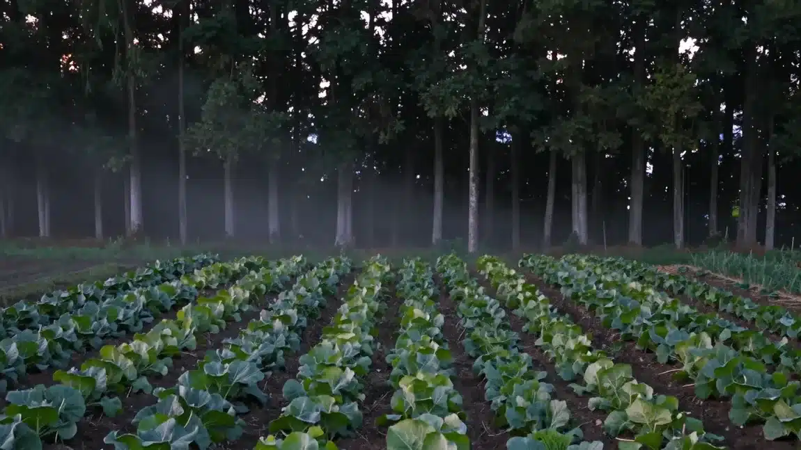 薄い霧が流れる杉林の手前に広がる野菜畑のイメージ